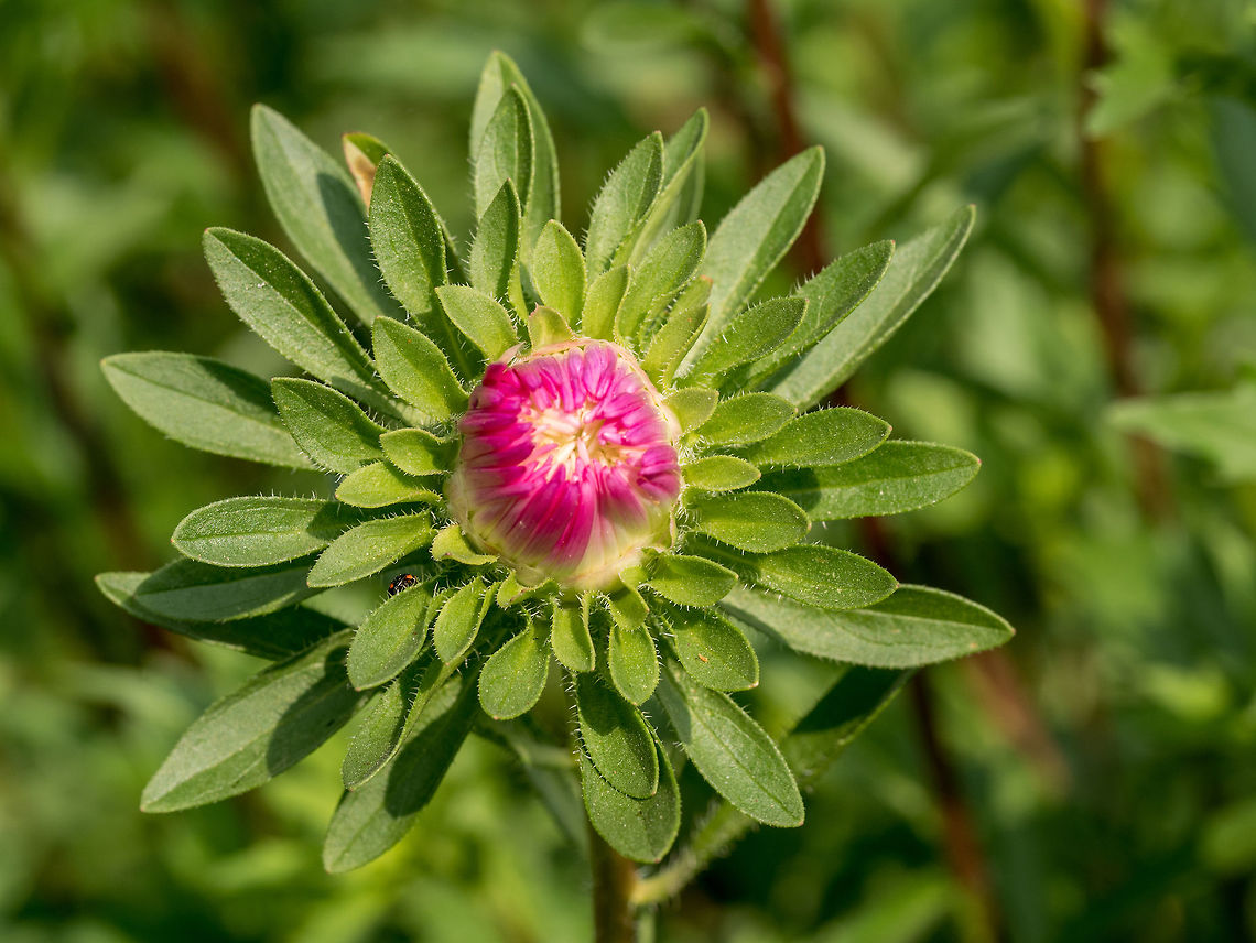 Zinnia flower bud macro photo in summer garden Common zinnia (Zinnia violacea syn. Zinnia elegans) in rural garden close view  Bulgaria,Geotagged,Zinnia elegans,abloom,annual,beautiful,beauty,blooming,blossom,botany,bright,bud,closeup,compositae,decoration,design,detail,drop,elegans,elegant