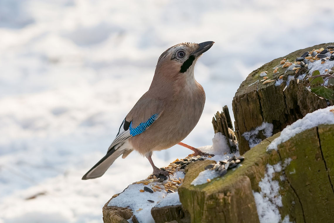 Eurasian jay, Garrulus glandarius, sitting on a branch in nature Portrait of standing Eurasian Jay - Garrulus glandarius. Bird in the crow family Eurasian Jay,Garrulus glandarius,animal,asian,autumn,background,beak,beautiful,beauty,bird,blue,branch,brown,close,closeup,colorful,common,detail,environment,eurasian