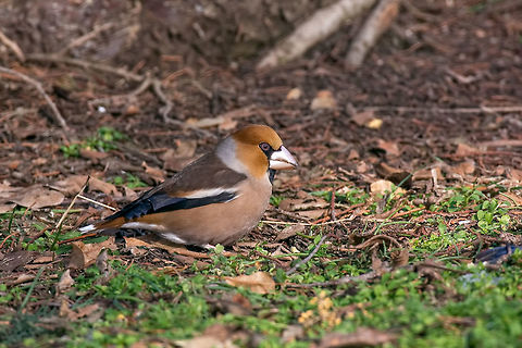 The hawfinch (Coccothraustes coccothraustes) on the lawn in an   Hawfinch bird sitting on the ground (Coccothraustes coccothraustes Coccothraustes coccothraustes,Hawfinch,animal,background,beak,beautiful,bird,birdwatching,black,branch,brown,closeup,coccothraustes,coccothrautes,color,colorful,day,detail,eating,environment