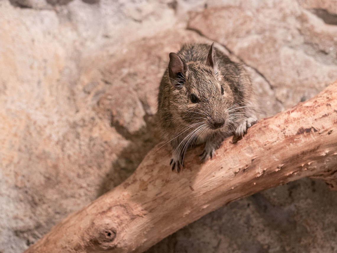 Portrait of a small degu in the woods Degu, also known as a bushy tail rat. It is a native of Chile. Untamed degus, as with most small animals, can be prone to biting, but their intelligence makes them easy to tame. Common degu,Degu,Octodon degus,brown,cage,chile,close-up,closeup,cuddly,cute,degus,domestic,ear,eat,eating,fluffy,fur,furry,hair,hairy