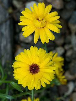 Beautiful yellow wild flower daisy close-up on glade Yellow flower daisy sunflower style with green leaves on the blurry background - macro image Bellis,Bellis perennis,Common daisy,arrangement,beautiful,beauty,bloom,blooming,blossom,botany,bouquet,bright,chamomile,close up,color,colorful,daisy,decoration,detail,field