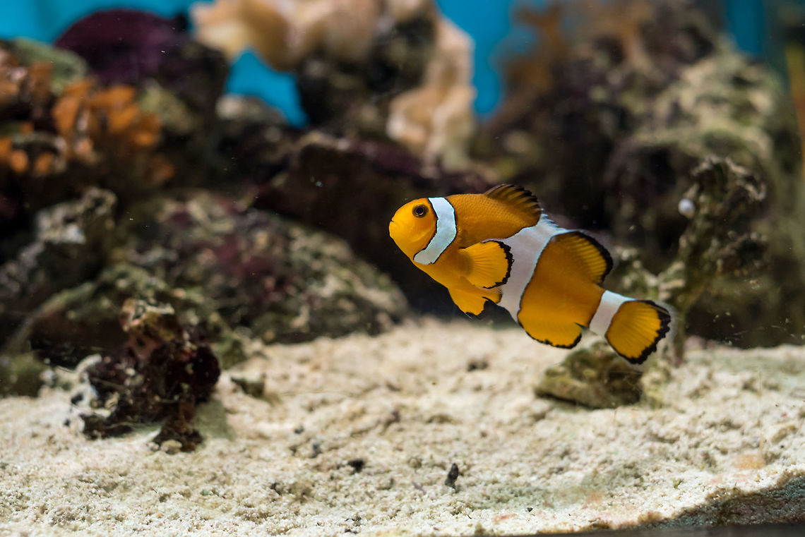 Ocellaris Clownfish, Captive-Bred (Amphiprion ocellaris ). Saltw The Ocellaris Clownfish Amphiprion ocellaris is the most recognized little orange saltwater fish in the world. Selective focus Amphiprion ocellaris,Ocellaris Clownfish,animal,aqua,aquarium,aquatic,bubbles,clownfish,coral,creature,cute,dark,environment,fish,fresh,graphic,illustration,landscape,living,marine