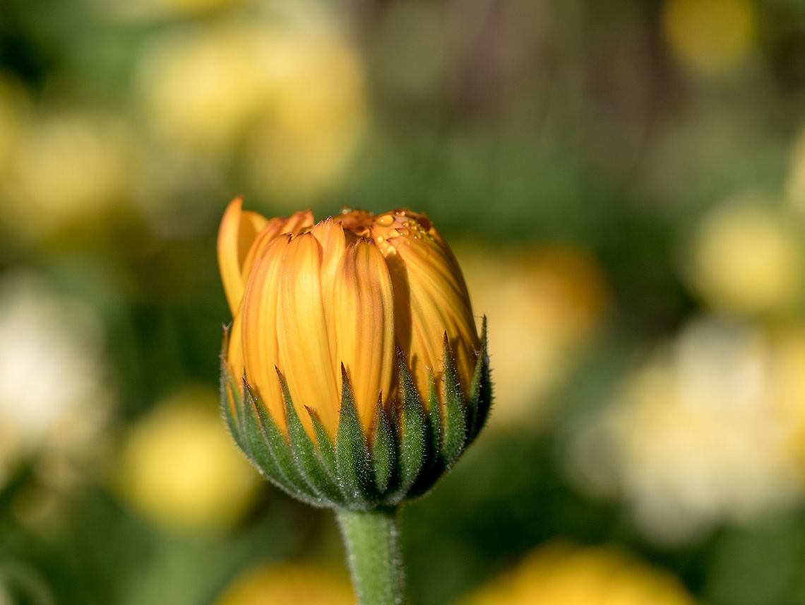 Beautiful yellow wild flower daisy close-up on glade. Yellow flower daisy sunflower style with green leaves on the blurry background - macro image Bellis perennis,beautiful,beauty,bloom,blooming,blossom,botany,bouquet,bright,chamomile,close up,color,colorful,daisy,decoration,detail,field,flora,floral,flower