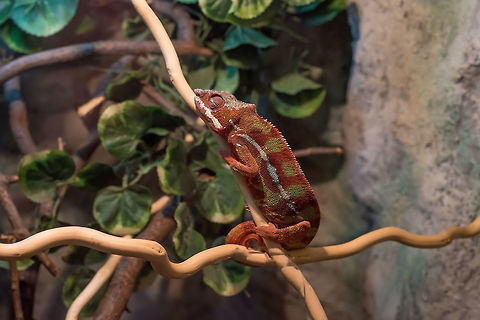 Portrait of a panther chameleon (Furcifer pardalis). Close up shot of Panther Chameleon, reptile with colorful body Furcifer pardalis,Panther chameleon,animal,background,chameleon,climb,colorful,creature,isolated,lizard,looking,madagascar,nature,nobody,orange,panther,pet,portrait,predator,reptile