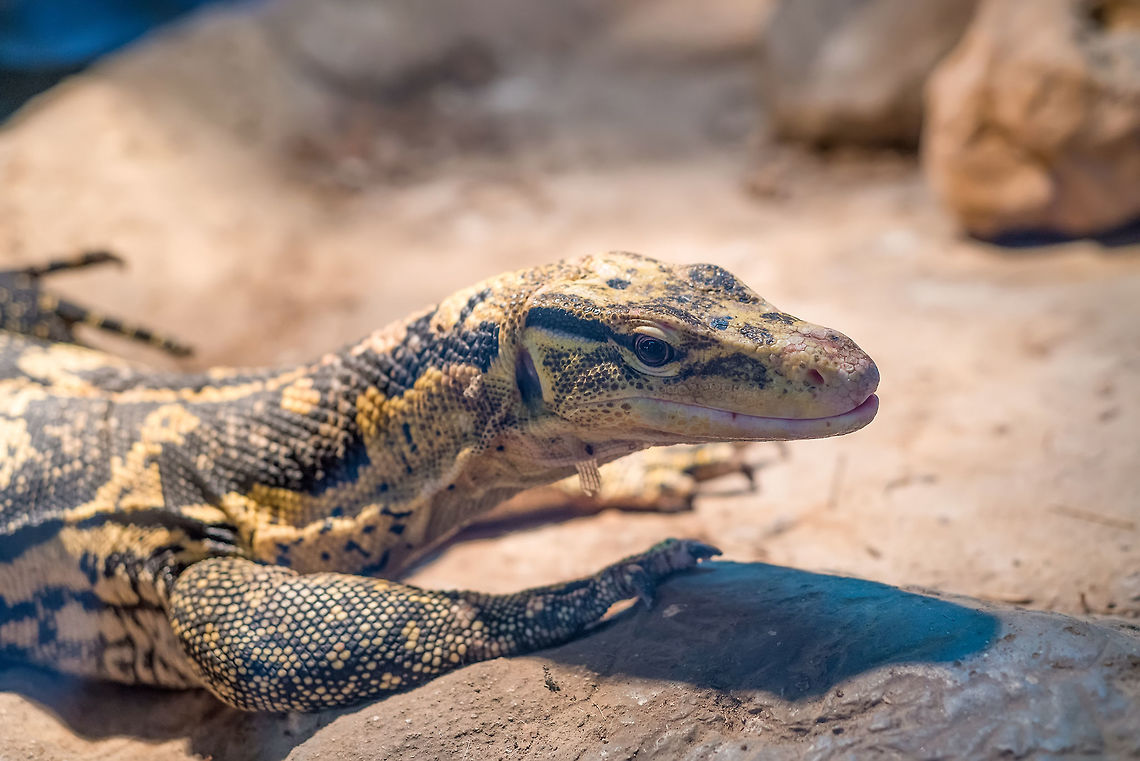 Close-up of a Yellow-headed water monitor (Varanus cumingi). Yellow-headed water monitor (Varanus cumingi), also known as the Cuming's water monitor. Wildlife animal. animal,asia,asian,close,cuming,cumingi,fauna,forest,head,headed,island,jungle,lacertilia,life,lizard,mindanao,monitor,natural,nature,one