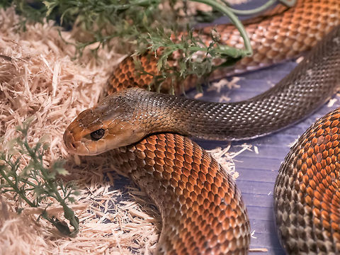 Papuan Taipan (Oxyuranus scutellatus canni) The Taipan is considered to be one of the most dangerous snakes in the world. These are giant (4 m), fast,nervous and highly venomous snakes found in Australia and Papua New Guinea Coastal taipan,Oxyuranus scutellatus,alert,animal,australia,australian,big,black,coastal,dangerous,deadliest,deadly,elapid,fast,fauna,fierce,giant,guinea,isolated,large
