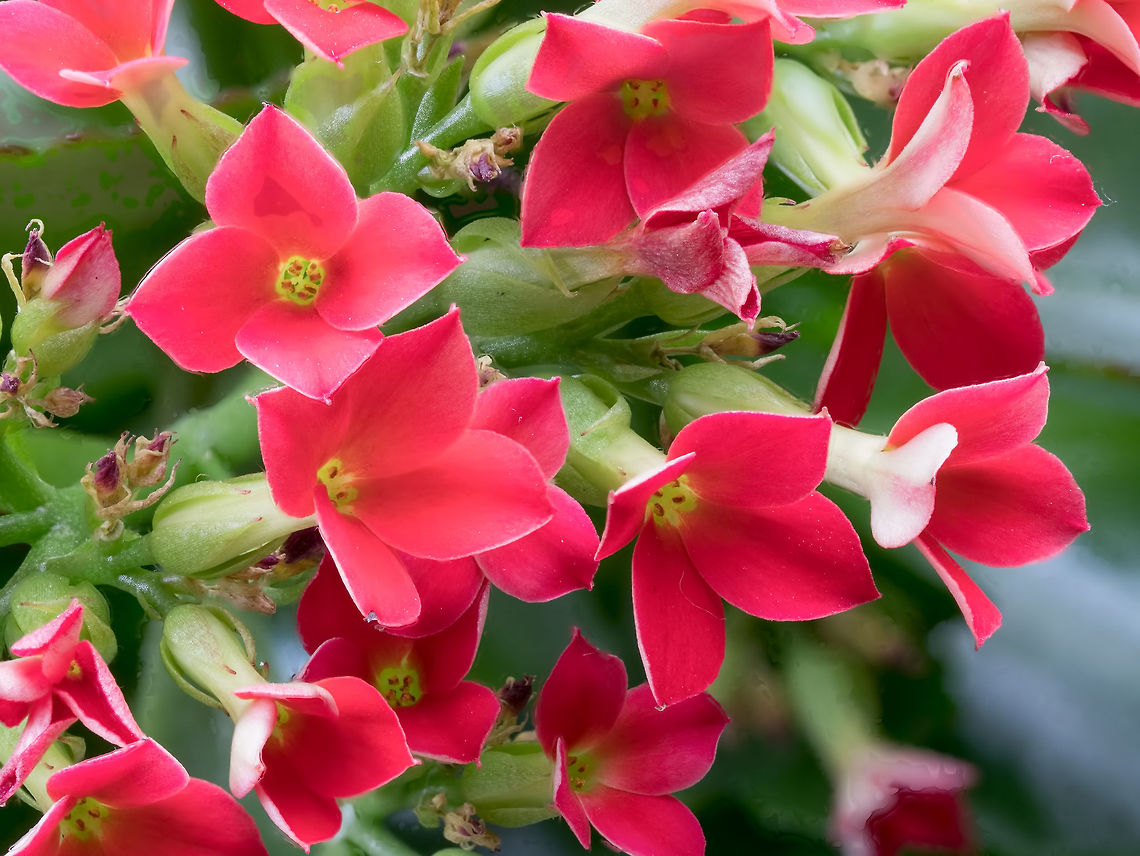 Pink Kalanchoe Saxifragales Crassulaceae.Selective focus Macro shot of Pink Kalanchoe. Selective focus Kalanchoe blossfeldiana,bloom,blooming,blossfeldiana,blossom,blossoming,botanic,botany,branch,calandiva,christmas,close,crassulaceae,cultivar,daylight,family,flaming,flora,florist,flowers
