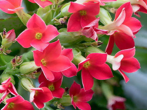 Pink Kalanchoe Saxifragales Crassulaceae.Selective focus Macro shot of Pink Kalanchoe. Selective focus Kalanchoe blossfeldiana,bloom,blooming,blossfeldiana,blossom,blossoming,botanic,botany,branch,calandiva,christmas,close,crassulaceae,cultivar,daylight,family,flaming,flora,florist,flowers