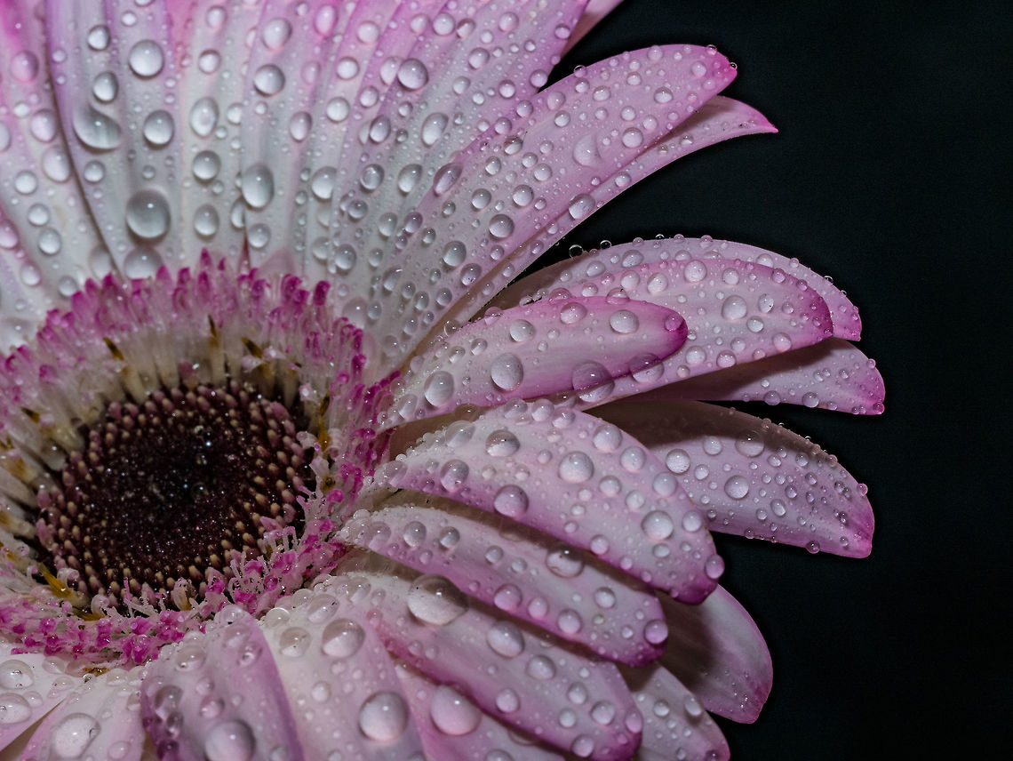Macro image of gerbera flower. Beautiful  Gerbera flower with water drops. Macro photography of gerbera flower. Selective focus Barberton daisy,Gerbera jamesonii,anniversary,background,beautiful,beauty,bloom,blossom,blue,celebration,closeup,color,colorful,copy,daisy,decor,decoration,drops,floral,flowers
