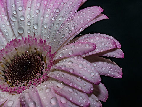 Macro image of gerbera flower. Beautiful  Gerbera flower with water drops. Macro photography of gerbera flower. Selective focus Barberton daisy,Gerbera jamesonii,anniversary,background,beautiful,beauty,bloom,blossom,blue,celebration,closeup,color,colorful,copy,daisy,decor,decoration,drops,floral,flowers