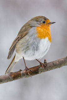 European robin tweeting on a tree branch in garden. The European robin (Erithacus rubecula) on a tree branch in garden Bulgaria,Erithacus rubecula,European Robin,animal,beak,beautiful,bird,branch,breast,cheerful,chest,chirp,chirping,close,closeup,erithacus,europe,european,eye,facing