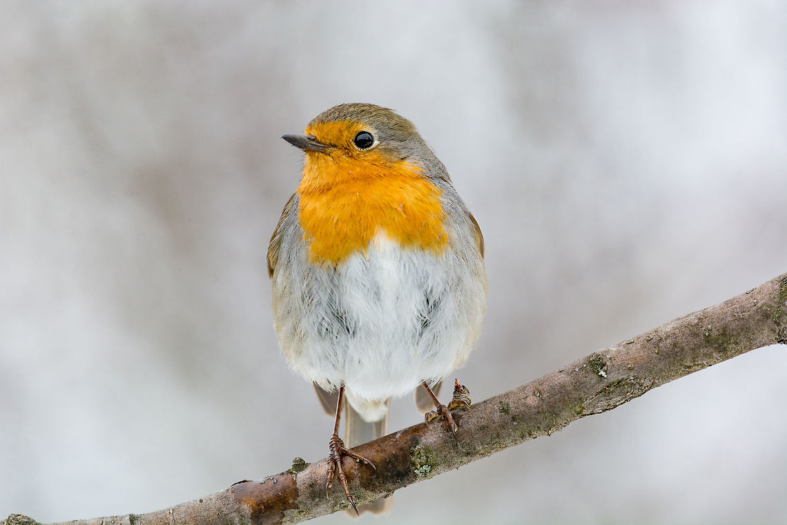European robin tweeting on a tree branch in garden. The European robin (Erithacus rubecula) on a tree branch in garden Bulgaria,Erithacus rubecula,European Robin,Geotagged,animal,beak,beautiful,bird,branch,breast,cheerful,chest,chirp,chirping,close,closeup,erithacus,europe,european,eye
