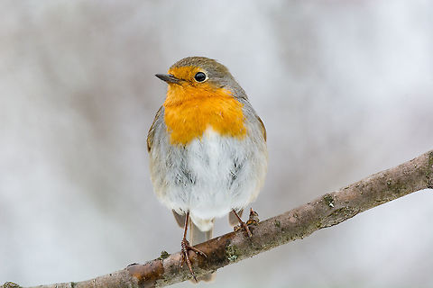 European robin tweeting on a tree branch in garden. The European robin (Erithacus rubecula) on a tree branch in garden Bulgaria,Erithacus rubecula,European Robin,Geotagged,animal,beak,beautiful,bird,branch,breast,cheerful,chest,chirp,chirping,close,closeup,erithacus,europe,european,eye