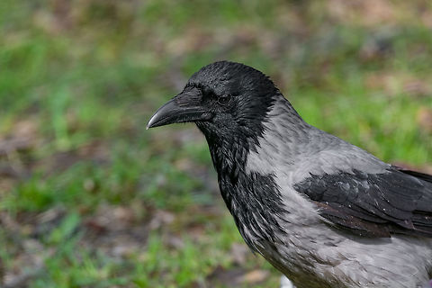 Hooded Crow Corvus cornix sitting on the grass The Hooded Crow Corvus cornix is a Eurasian bird species in the crow genus Bulgaria,Corvus cornix,Hooded Crow,animal,avian,background,beak,beautiful,beauty,bird,birdfeeder,birdwatching,black,cioara,clever,closeup,cornix,corone,corvidae,corvus