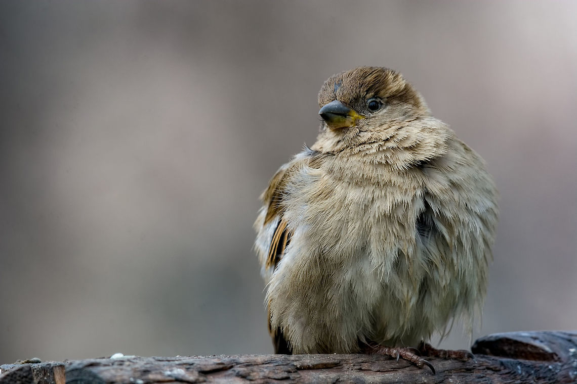 House Sparrow Passer domesticus in natural background Beautiful little sparrow bird in natural background. Generally, sparrows are small, plump, brown-grey birds with short tails and stubby, powerful beaks. Bulgaria,Geotagged,House sparrow,Passer domesticus,Passeridae,animal,autumn,background,bird,branch,bright,brown,city,common,countryside,cute,domestic,domesticus,environment,european