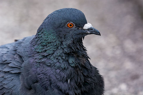 Pigeon. Dove. Beautiful pigeon close up. City birds The large bird genus Columba comprises a group of medium to large stout-bodied pigeons, often referred to as the typical pigeons. Bulgaria,Columba livia domestica,Domestic Rock Pigeon,beak,beautiful,beige,bird,breed,brown,chest,closed,color,curious,curved,dove,examine,eye,eyelid