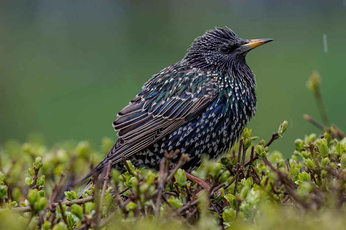 Starling on the tree. European Starling (Sturnus vulgaris) Common Starling (Sturnus Vulgaris) Perching on the Branch. Selective focus Bulgaria,Common Starling,Geotagged,Sturnus vulgaris,animal,beak,biology,bird,black,color,common,european,feathers,forest,garden,grass,nature,ornithology,park,spring