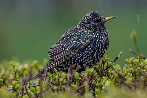 Starling on the tree. European Starling (Sturnus vulgaris) Common Starling (Sturnus Vulgaris) Perching on the Branch. Selective focus Bulgaria,Common Starling,Geotagged,Sturnus vulgaris,animal,beak,biology,bird,black,color,common,european,feathers,forest,garden,grass,nature,ornithology,park,spring