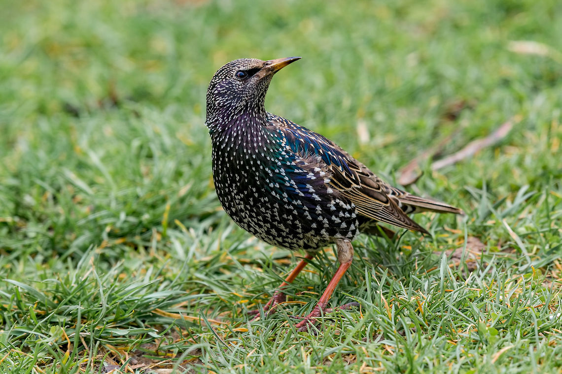 Starling(Sturnus vulgaris) sitting on the grass Common starling sturnus vulgaris sitting in grass. Selective focus Bulgaria,Common Starling,Sturnus vulgaris,animal,beak,biology,bird,black,color,common,european,feathers,forest,garden,grass,nature,ornithology,park,spring,starling