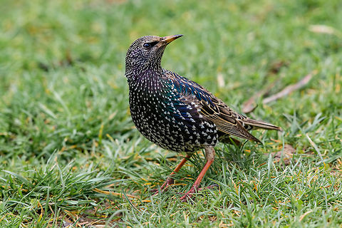 Starling(Sturnus vulgaris) sitting on the grass Common starling sturnus vulgaris sitting in grass. Selective focus Bulgaria,Common Starling,Sturnus vulgaris,animal,beak,biology,bird,black,color,common,european,feathers,forest,garden,grass,nature,ornithology,park,spring,starling