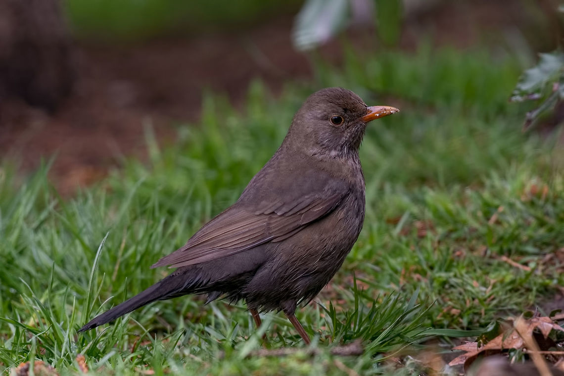 A female blackbird(turdus merula) sitting on the grass The common blackbird (Turdus merula) is a species of true thrush. It is also called Eurasian blackbird Bulgaria,Common Blackbird,Turdus merula,animal,animalia,aves,avian,beak,bird,black,branch,bright,carrion,cawing,city,claw,common,corone,corvid,corvidae
