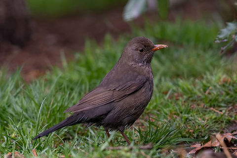 A female blackbird(turdus merula) sitting on the grass The common blackbird (Turdus merula) is a species of true thrush. It is also called Eurasian blackbird Bulgaria,Common Blackbird,Turdus merula,animal,animalia,aves,avian,beak,bird,black,branch,bright,carrion,cawing,city,claw,common,corone,corvid,corvidae