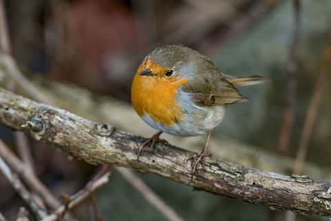 European robin tweeting on a tree branch in garden. The European robin (Erithacus rubecula) on a tree branch in garden Bulgaria,Erithacus rubecula,European Robin,animal,beak,beautiful,bird,branch,breast,cheerful,chest,chirp,chirping,close,closeup,erithacus,europe,european,eye,facing