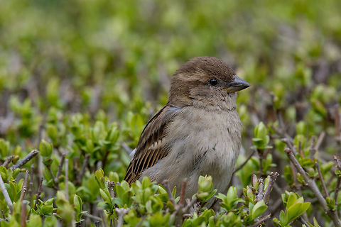 House Sparrow Passer domesticus in natural background Beautiful little sparrow bird in natural background. Generally, sparrows are small, plump, brown-grey birds with short tails and stubby, powerful beaks. Bulgaria,House sparrow,Passer domesticus,Passeridae,animal,autumn,background,bird,branch,bright,brown,city,common,countryside,cute,domestic,domesticus,environment,european,fall