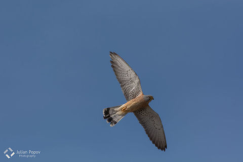 Lesser Kestrel (Falco naumanni) in flight with blue skies in the background The lesser kestrel (Falco naumanni) is a small kestrel with long pointed wings and a long tail marked with a black band at the end. Males and females are distinguishable by colouring. Males have a pale brown back and blue-grey feathers on the crown, rump, neck and tail. The belly is creamy pink with small brown streaks. Falco naumanni,Geotagged,Lesser Kestrel,Macedonia (FYROM),animal,bird,blue,fauna,flight,flying,habitat,kestrel,lesser,nature,skies,wild,wildlife
