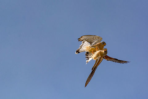 Two Lesser Kestrels males, on second calendary year, fighting for conserving territory The lesser kestrel (Falco naumanni) is a small kestrel with long pointed wings and a long tail marked with a black band at the end. Males and females are distinguishable by colouring. Males have a pale brown back and blue-grey feathers on the crown, rump, neck and tail. The belly is creamy pink with small brown streaks. Falco naumanni,Geotagged,Lesser Kestrel,Macedonia (FYROM),animal,bird,blue,fauna,flight,flying,habitat,kestrel,lesser,nature,skies,wild,wildlife