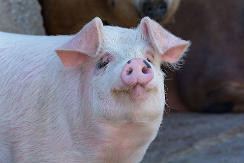 Household  pig sniffs air in farm. Humans have spent centuries living with pigs. Possibly before humans decided to settle down into an agricultural lifestyle, the pig made its home with us. Today, the domesticated version of the wild European boar has hundreds of varieties. Because of this variety, some scientists even considered the domesticated pig to be its own species (Sus domesticus). Yet, we’ll simply take the traditional approach in this treatment, defining the domestic pig as a subspecies of the wild boar: Sus scrofus domesticus. Domestic pig,Macedonia (FYROM),Sus scrofa domesticus,agricultural,agriculture,animal,baby,barn,boar,breeding,closeup,cute,dirty,domestic,ears,farm,farming,fat,feeding,field