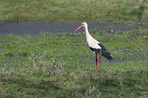 White stork (Ciconia ciconia) on nature background White stork, Ciconia ciconia, a large bird with mainly white plumage and black on its wings, posing, against green blurred background  Africa,Asia,Ciconia ciconia,Ciconiidae,Ciconiiformes,Europe,Linnaeus,Macedonia (FYROM),White Stork,animal,aves,background,beak,bird,black,blurry,bokeh,care,ciconia,day