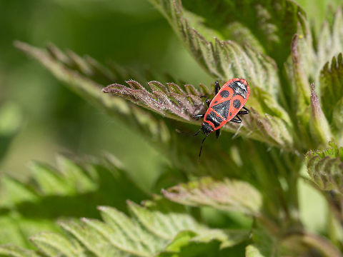Firebug, Pyrrhocoris apterus on green leaves.  Macro photo Little red the firebug (Pyrrhocoris apterus) in grass .Macro shot Firebug,Macedonia (FYROM),Pyrrhocoris apterus,animal,apterus,background,black,bug,close,close-up,closeup,colony,color,day,detail,environment,fauna,firebug,focus,group