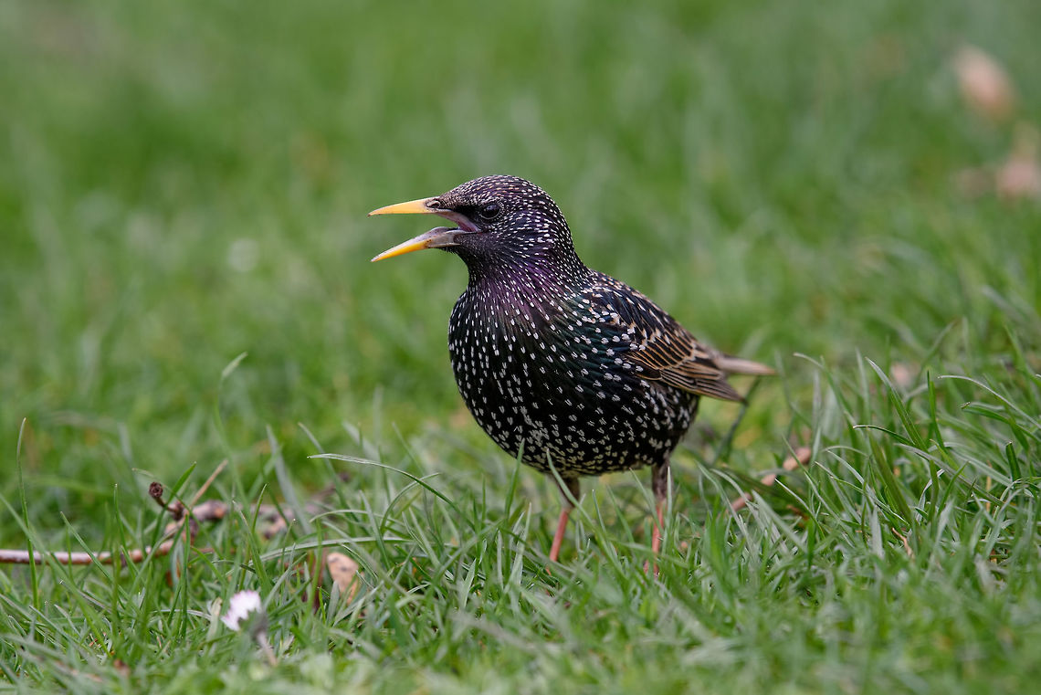 Starling(Sturnus vulgaris) sitting on the grass Common starling sturnus vulgaris sitting in grass. Selective focus Bulgaria,Common Starling,Sturnus vulgaris,animal,beak,biology,bird,black,color,common,european,feathers,forest,grass,ground,nature,ornithology,park,spring,starling