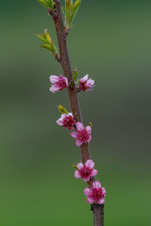 Pink blossom of pear. Pear tree in blossom. Flowers of pear tree A branch of a blossoming pear tree with pink little flowers. Delicate flowering and the heady scent of spring Common Pear,Macedonia (FYROM),Pyrus communis,agribusiness,apple,background,beautiful,beauty,bloom,blooming,blossom,branch,bright,closeup,cultivation,ecology,floral,flower,garden,gardening