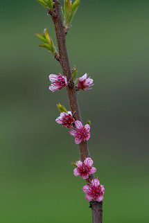 Pink blossom of pear. Pear tree in blossom. Flowers of pear tree A branch of a blossoming pear tree with pink little flowers. Delicate flowering and the heady scent of spring Common Pear,Macedonia (FYROM),Pyrus communis,agribusiness,apple,background,beautiful,beauty,bloom,blooming,blossom,branch,bright,closeup,cultivation,ecology,floral,flower,garden,gardening