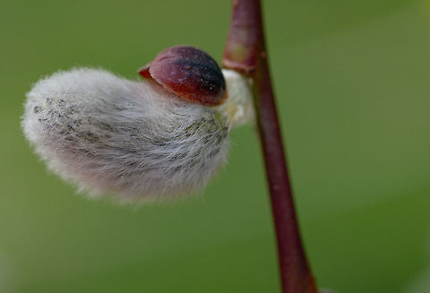 Spring willow branch with fluffy bud outdoor. Willow branches with blooming buds fluffy on the isolated background.Macro shot Macedonia (FYROM),Salix caprea,april,background,beautiful,beauty,blooming,blossom,botany,branch,brightly,bud,bunch,bush,card,catkin,clear,close,closeup,decoration