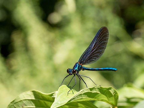 Beautiful  Banded Demoiselle( Calopteryx splendens) View on a Beautiful demoiselle in the Morning Light. Close-up of a blue Dragonfly at the Lake. Dragonflies (Calopteryx virgo). A Dragonfly sits on a green Leaf Bulgaria,Geotagged,damselfly; banded; demoiselle; calopteryx; splendens; male; metallic; blue; calopterygidae; green; background; lacy; wing; body; eye; macro; insect; profile; wildlife; closeup; resting; perched; fauna; pond; life; nature; virgo; arthropod; zygoptera; black; patch; demoiselles; eurasian; iridescent; jewel-wing; large-sized; odonata; reeds