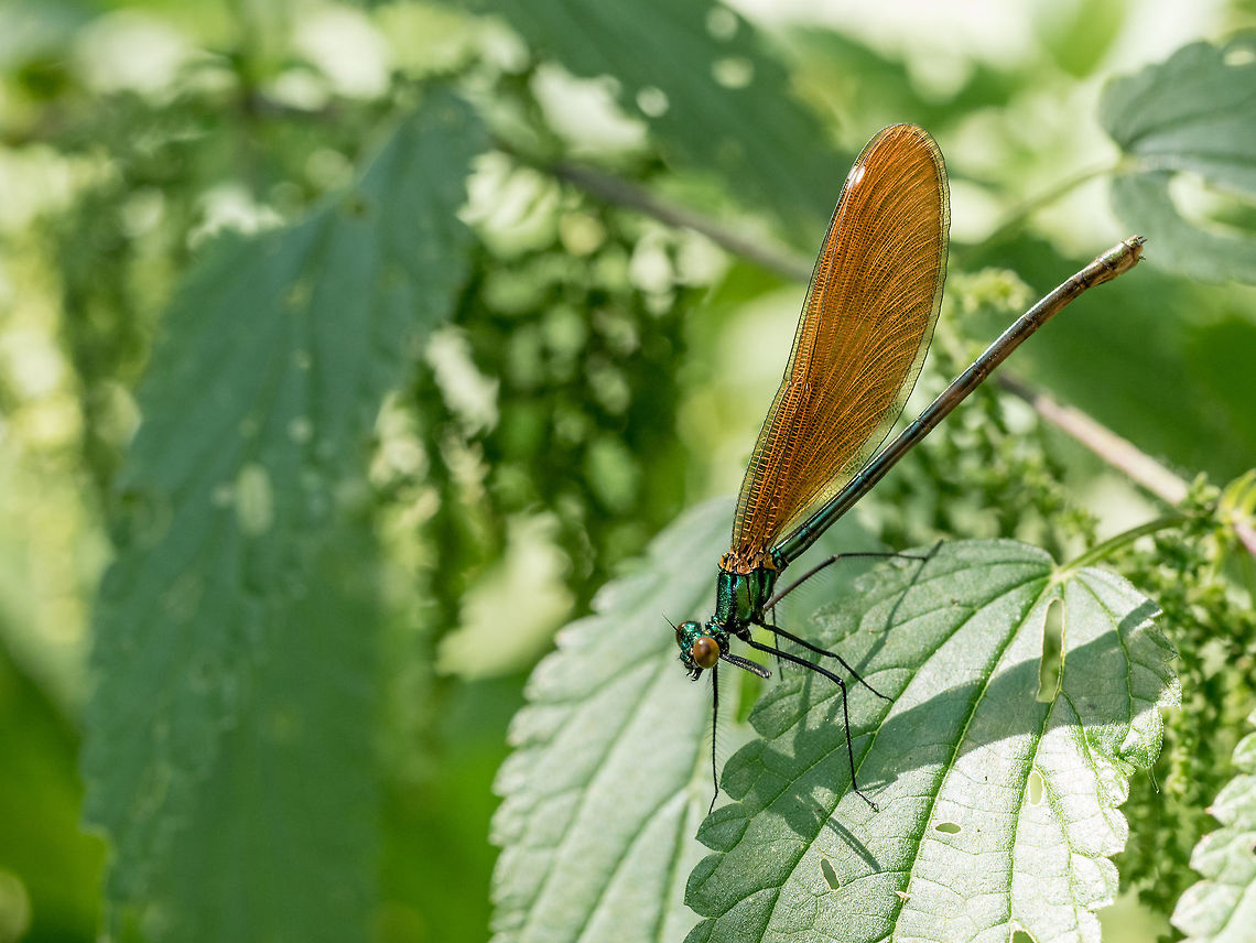 Beautiful  Banded Demoiselle( Calopteryx splendens) View on a Beautiful demoiselle in the Morning Light. Close-up of a blue Dragonfly at the Lake.  damselfly; banded; demoiselle; calopteryx; splendens; male; metallic; blue; calopterygidae; green; background; lacy; wing; body; eye; macro; insect; profile; wildlife; closeup; resting; perched; fauna; pond; life; nature; virgo; arthropod; zygoptera; black; patch; demoiselles; eurasian; iridescent; jewel-wing; large-sized; odonata; reeds