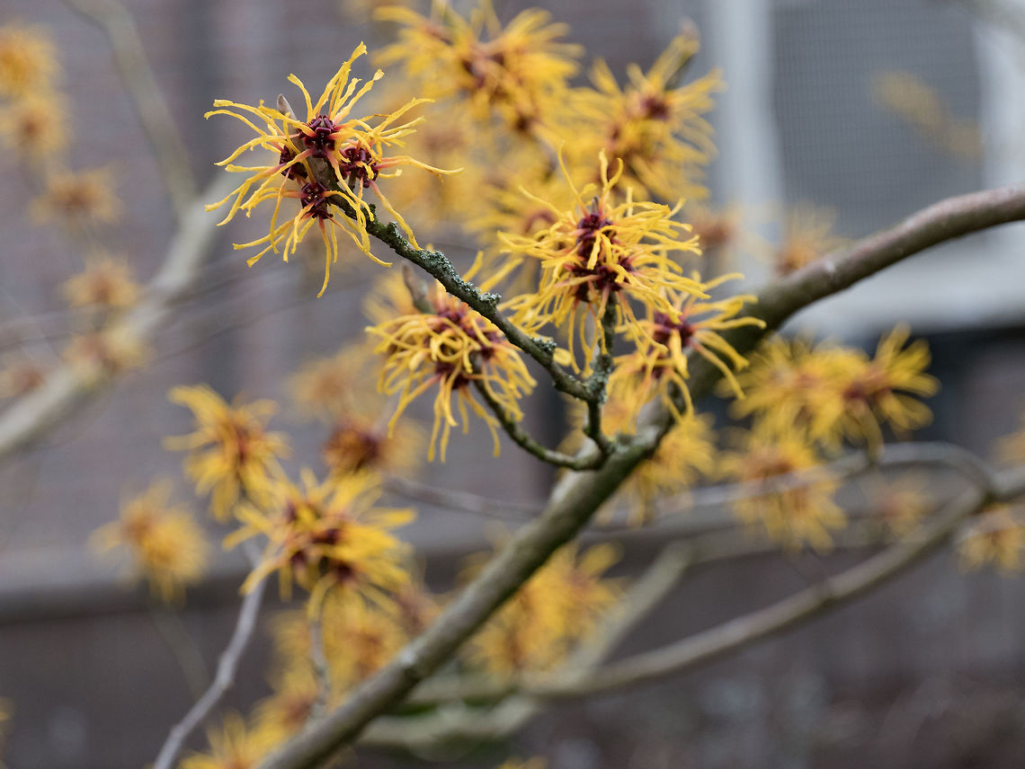 Flower of a Chinese witch hazel (Hamamelis mollis) Witch hazel in bloom flower from the medical plant hamamelis  Geotagged,Hamamelis mollis,Netherlands,alternative,background,bloom,blossom,blurry,branch,bush,closeup,copy,day,detail,flora,flower,garden,hamamelis,hazel,healing