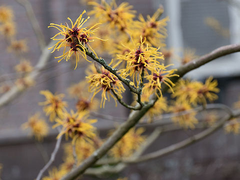 Flower of a Chinese witch hazel (Hamamelis mollis) Witch hazel in bloom flower from the medical plant hamamelis  Geotagged,Hamamelis mollis,Netherlands,alternative,background,bloom,blossom,blurry,branch,bush,closeup,copy,day,detail,flora,flower,garden,hamamelis,hazel,healing
