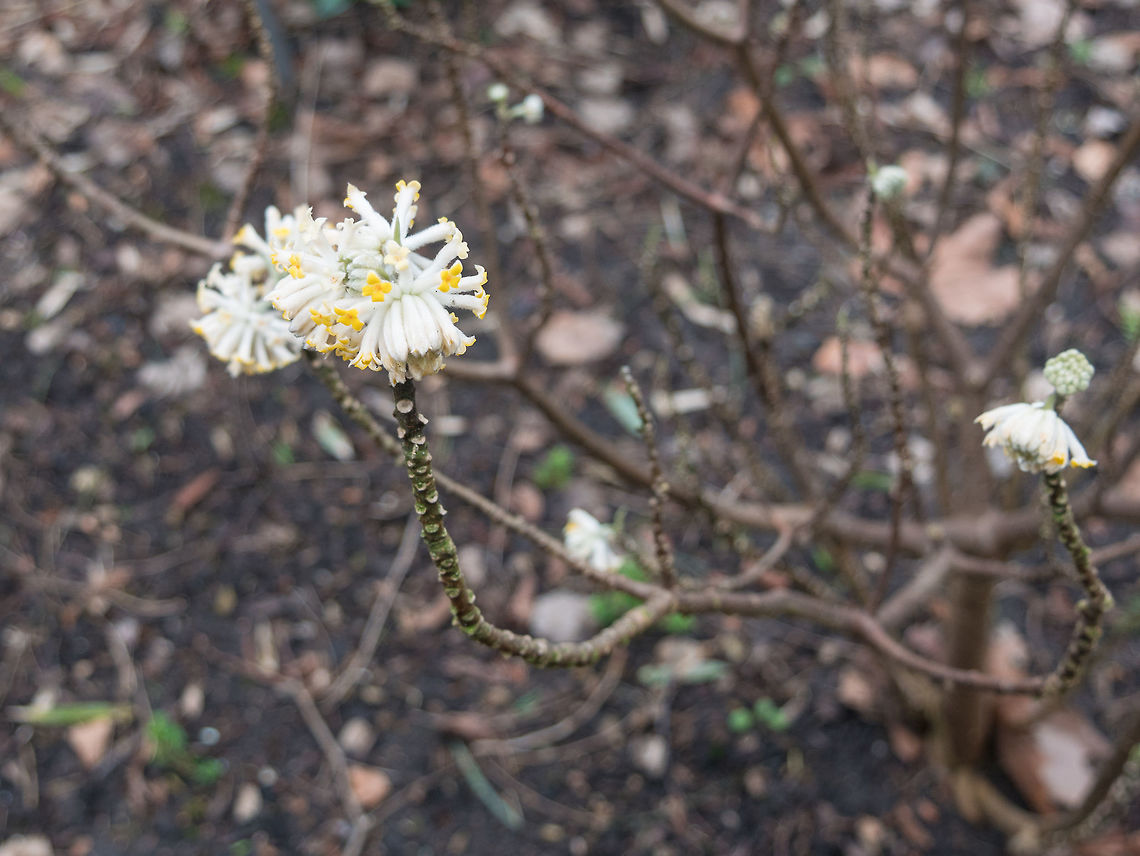 Edgeworthia chrysantha Edgeworthia chrysantha Lindl or Oriental Paperbush Netherlands,background,ball,beautiful,beauty,bloom,blooming,blossom,blue,botany,branch,bush,chrysantha,close,closeup,edgeworthia,fascicles,fascicular,floral,flowering