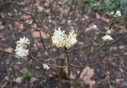P1070699  Edgeworthia chrysantha,Geotagged,Netherlands
