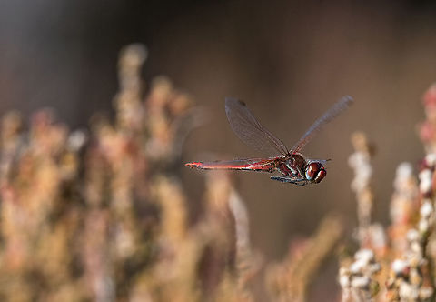 The red-veined darter The red-veined darter or nomad Sympetrum fonscolombii is a dragonfly of the genus  Geotagged,Sympetrum,Sympetrum fonscolombii,United Kingdom,animal,darter,dragonfly,fonscolombii,insect,macro,male,nature,nomad,object,red,red-veined darter,veined,wildlife