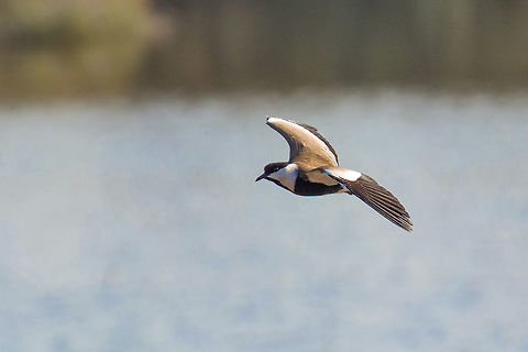 A Spur-Winged Lapwing (Vanellus Spinosus) The Spur-winged Lapwing Vanellus spinosus is an African migratory wader species that breeds only in Cyprus and Greece in the EU. In recent years, several individuals also winter here and since 2000, Cyprus hosts a small population of resident Spur-winged Lapwings. Cyprus,Fall,Geotagged,Spur-winged lapwing,Vanellus spinosus,africa; african; animal; beach; beautiful; bird; black; brown; calling; calm; gambia; grass; lake; lapwing; natural; nature; peaceful; plover; pretty; profile; sand; sandpiper; sea; senegal; spinosus; spur; spur-winged; standing; vanellus; wader; water; west; white; wild; wildlife; wing; winged;