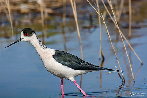 Black-winged stilt common stilt or pied stilt (Himantopus himantopus) Black-winged stilt common stilt or pied stilt (Himantopus himantopus) a very long legged wader foraging in shallow water Avian,Black-winged stilt,Bulgaria,Geotagged,Himantopus himantopus,Legs,Pied,adorable,aegean,animal,background,beak,bill,bird,black,black-winged,blackwinged,color,europe,fauna