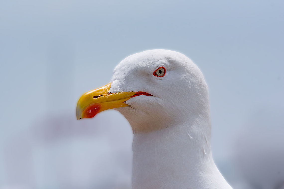 Closeup of a yellow legged gull The yellow-legged gull has only recently been recognised as a species in its own right, having previously been considered to be a race of herring gull. Adults have darker grey backs and wings than herring gulls, but are paler than lesser black-backed gulls. They have more black in the wing tips than herring gulls and smaller white &#039;mirrors&#039;. The legs are bright yellow, there is a red ring around the eye and the bill is yellow with a large red spot. In non-breeding plumage, the head is less streaked and whiter than herring gulls.<br />
 Bulgaria,Geotagged,Larus michahellis,Yellow-legged gull,animal,avian,beak,bird,cachinnans,creature,feather,gull,juvenile,larus,looking,marine,natural,nature,one,ornithology