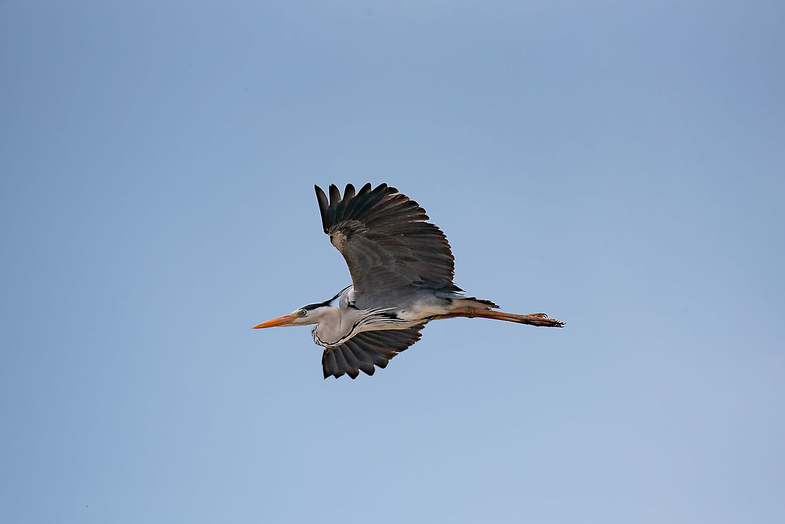 A grey heron (Ardea cinerea) A grey heron (Ardea cinerea) in flight,Bulgaria Ardea cinerea,Bulgaria,Grey heron,african,animal,ardea,beak,bird,cinerea,ecology,fauna,feathered,feathers,flight,grey,grey heron,habitat,heron,natural,nature