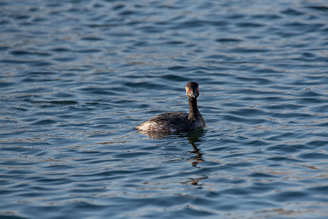 Eared Grebe (Podiceps nigricollis) Eared Grebe (Podiceps nigricollis) swimming in blue water Black-necked grebe,Bulgaria,Geotagged,Podiceps nigricollis,animal,avian,birds,colorful,eared,grebe,lake,nature,nigricollis,podiceps,pond,ripple,river,stream,swim,swimming