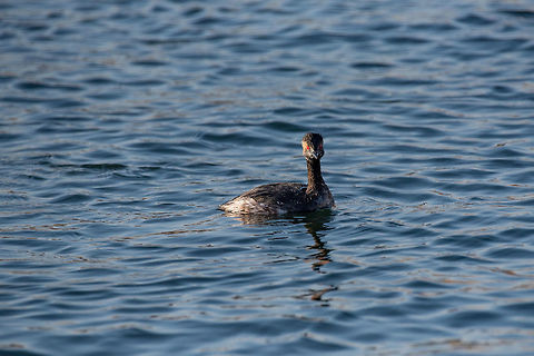 Eared Grebe (Podiceps nigricollis) Eared Grebe (Podiceps nigricollis) swimming in blue water Black-necked grebe,Bulgaria,Geotagged,Podiceps nigricollis,animal,avian,birds,colorful,eared,grebe,lake,nature,nigricollis,podiceps,pond,ripple,river,stream,swim,swimming